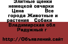 Элитные щенки немецкой овчарки › Цена ­ 30 000 - Все города Животные и растения » Собаки   . Владимирская обл.,Радужный г.